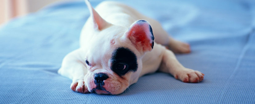 puppie